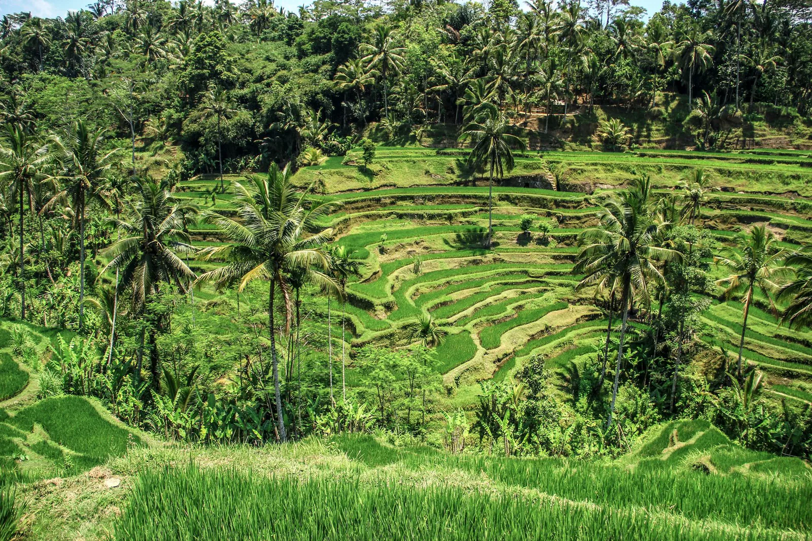 Lush green rice terraces in Bali, Indonesia